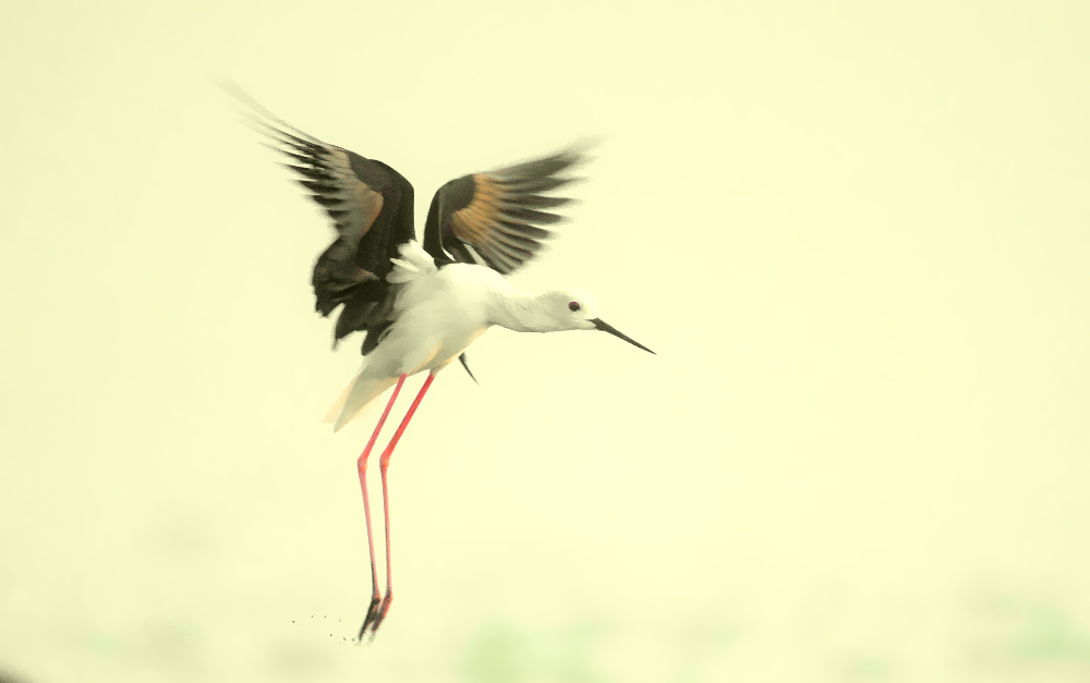 black winged stilt