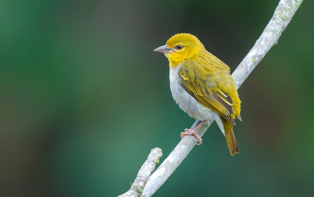 arancione tessitore (femmina)
