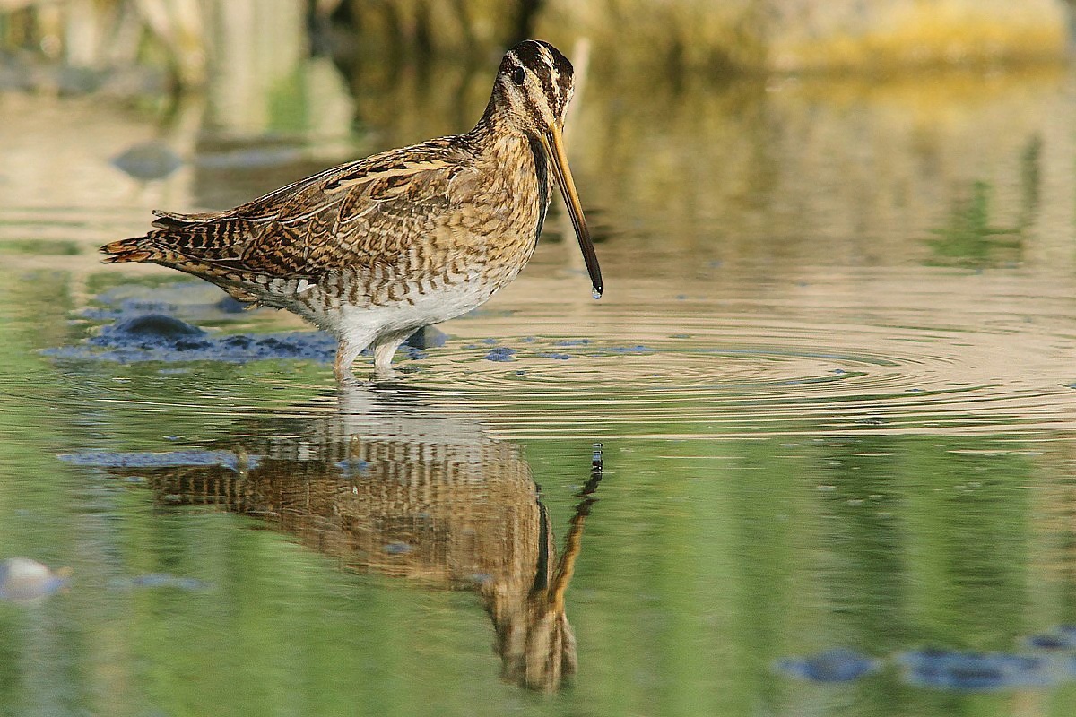 Snipe with drop reflection