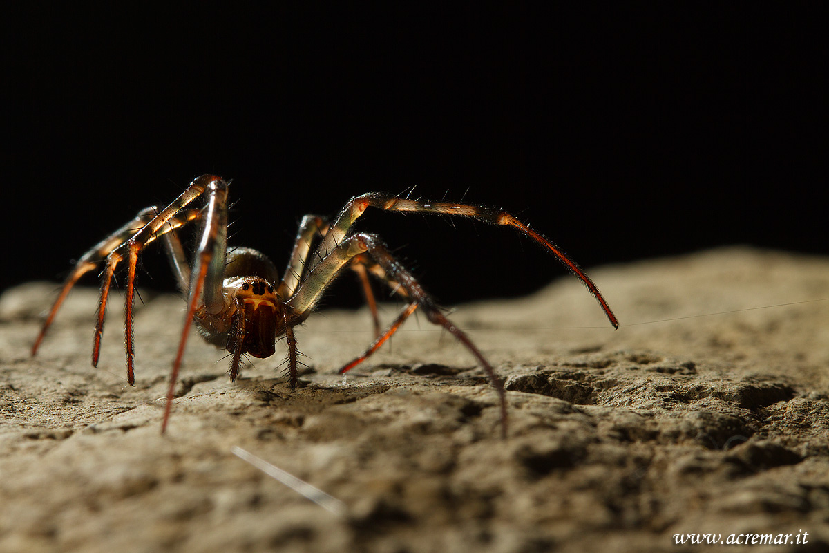 # Arachnida Meta menardi