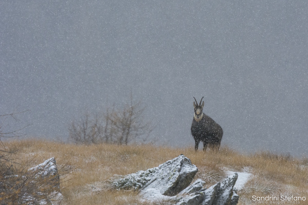 L'inverno sta arrivando