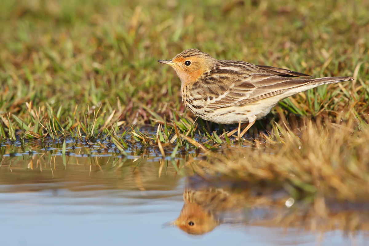 Red-throated Pipit (Red-throated Pipit)
