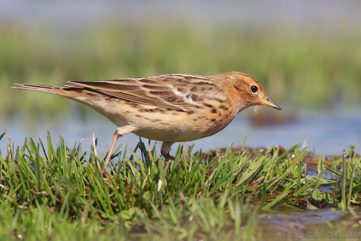 Red-throated Pipit (Red-throated Pipit)