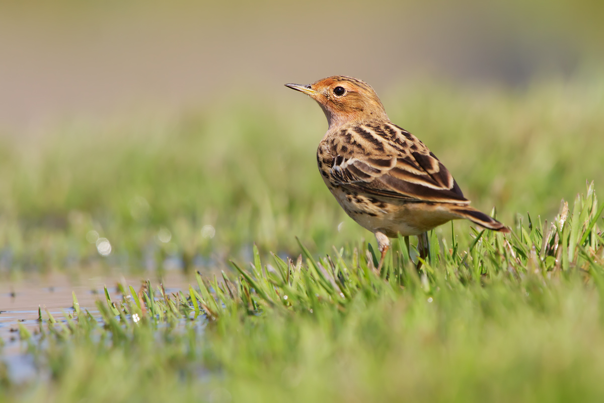 Red-throated Pipit (Red-throated Pipit)