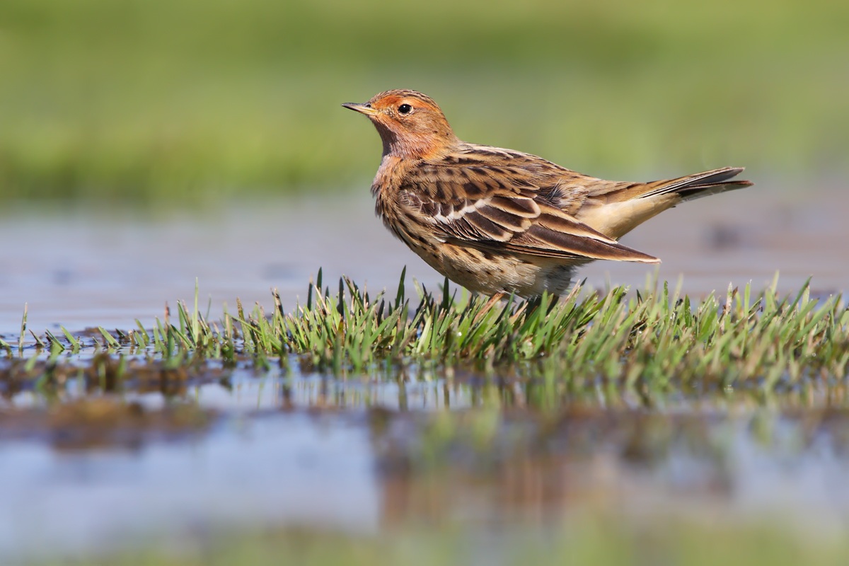 Red-throated Pipit (Red-throated Pipit)