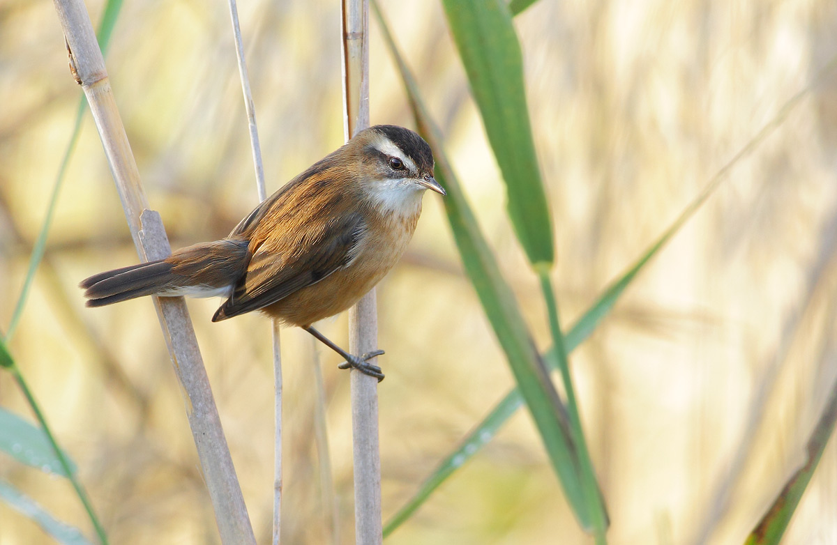 Moustached Warbler