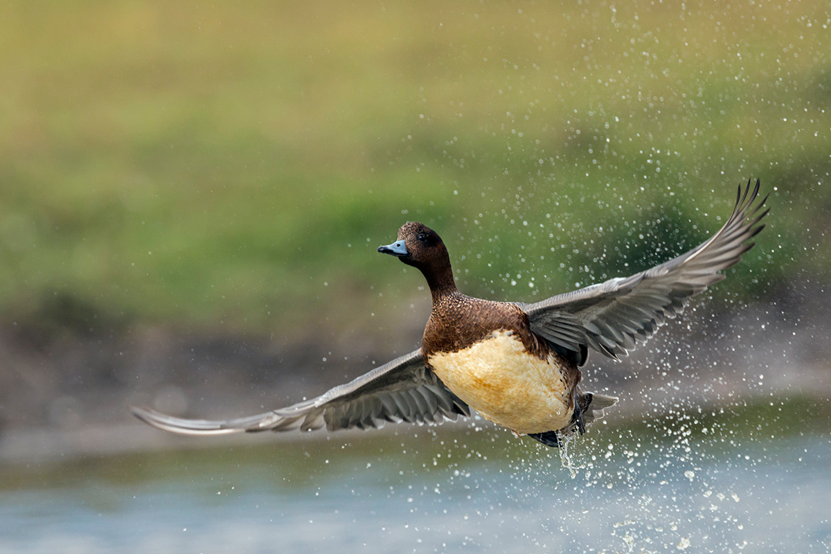 Wigeon - fledging