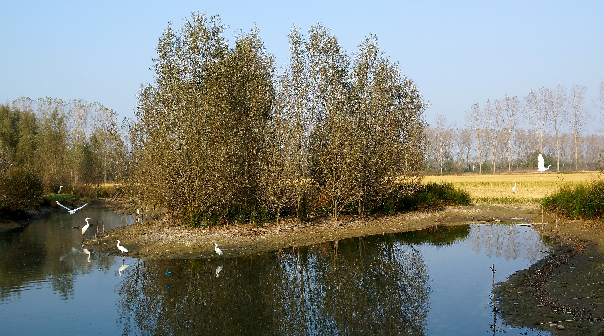 Herons and Martin in borderline