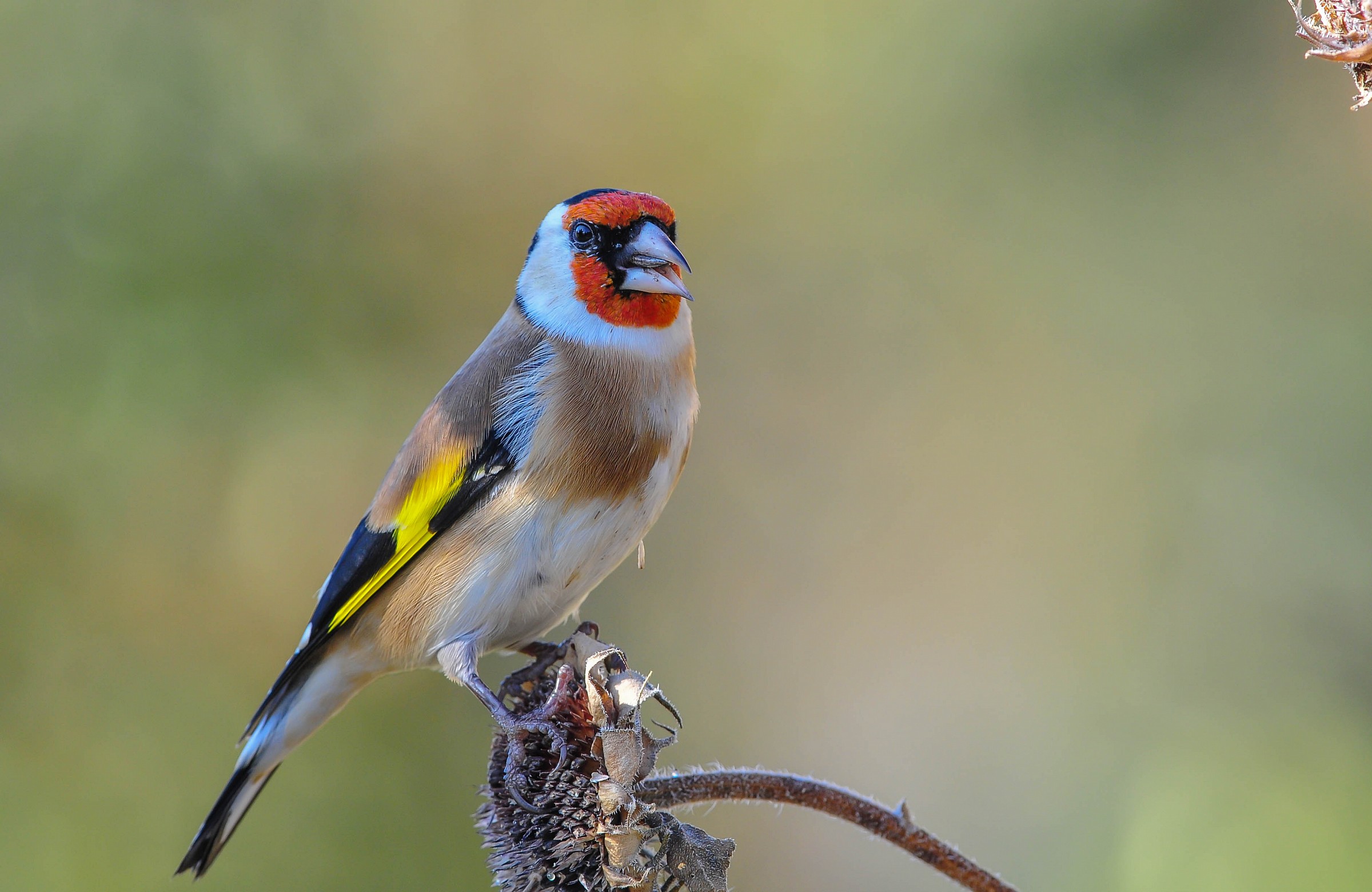 Goldfinch (M)