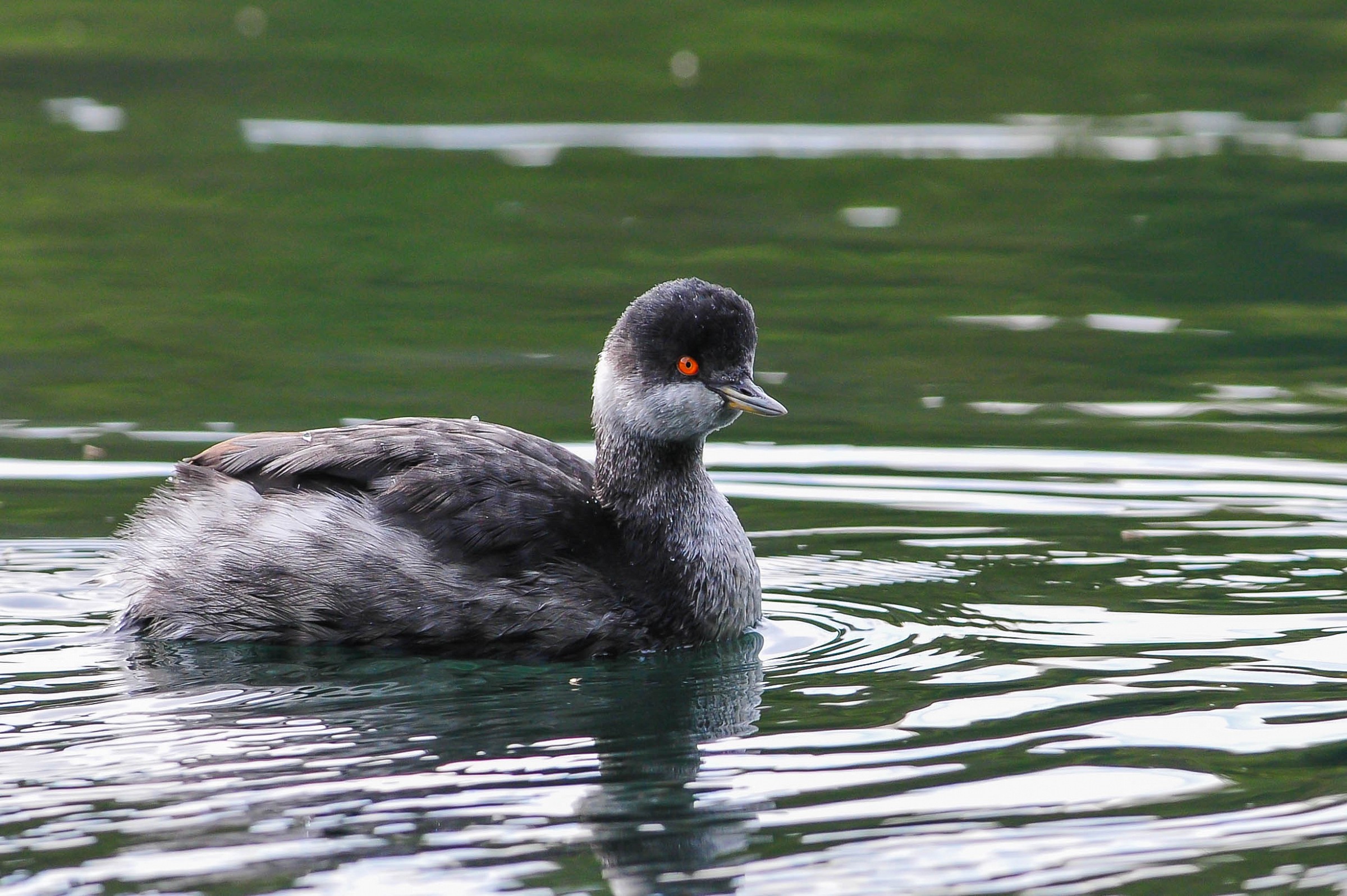 Black-necked Grebe