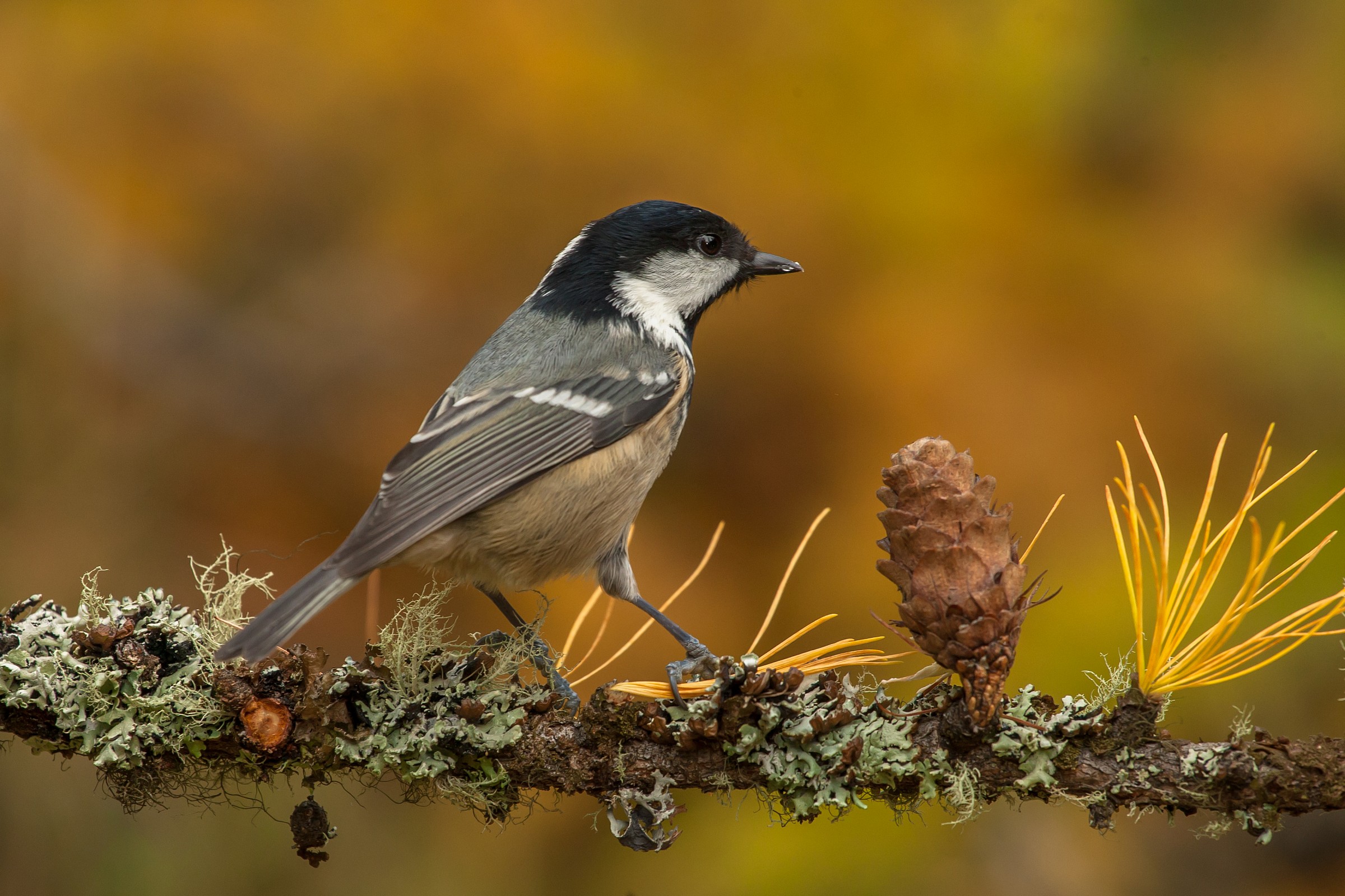 coal tit