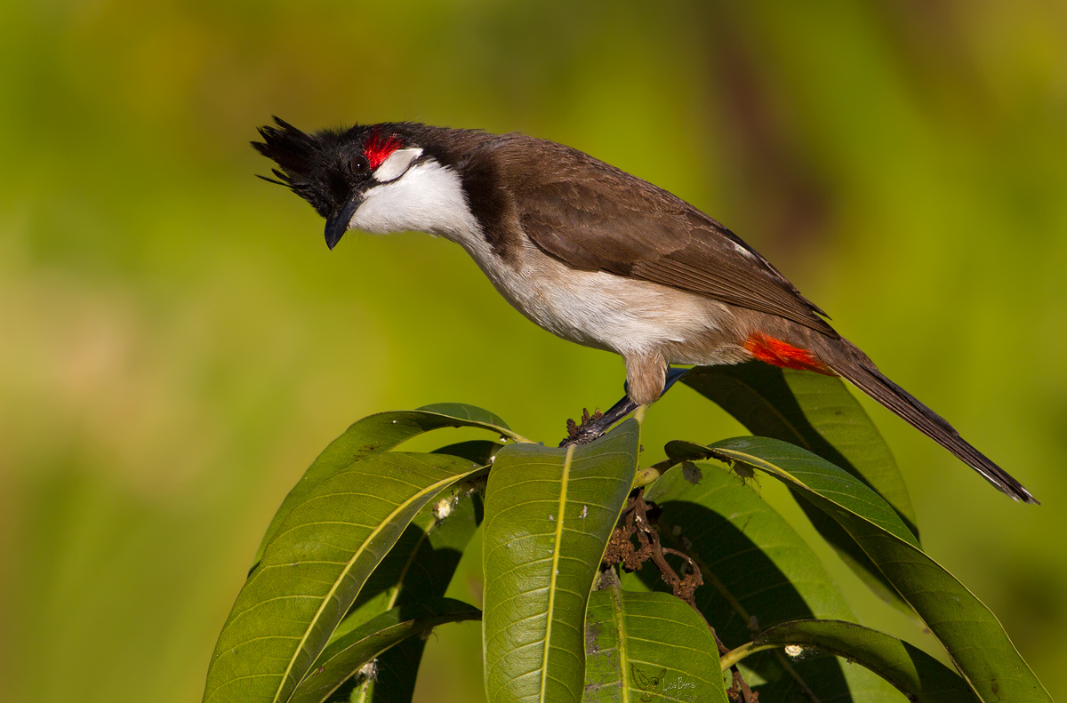 Red-whiskered bulbul