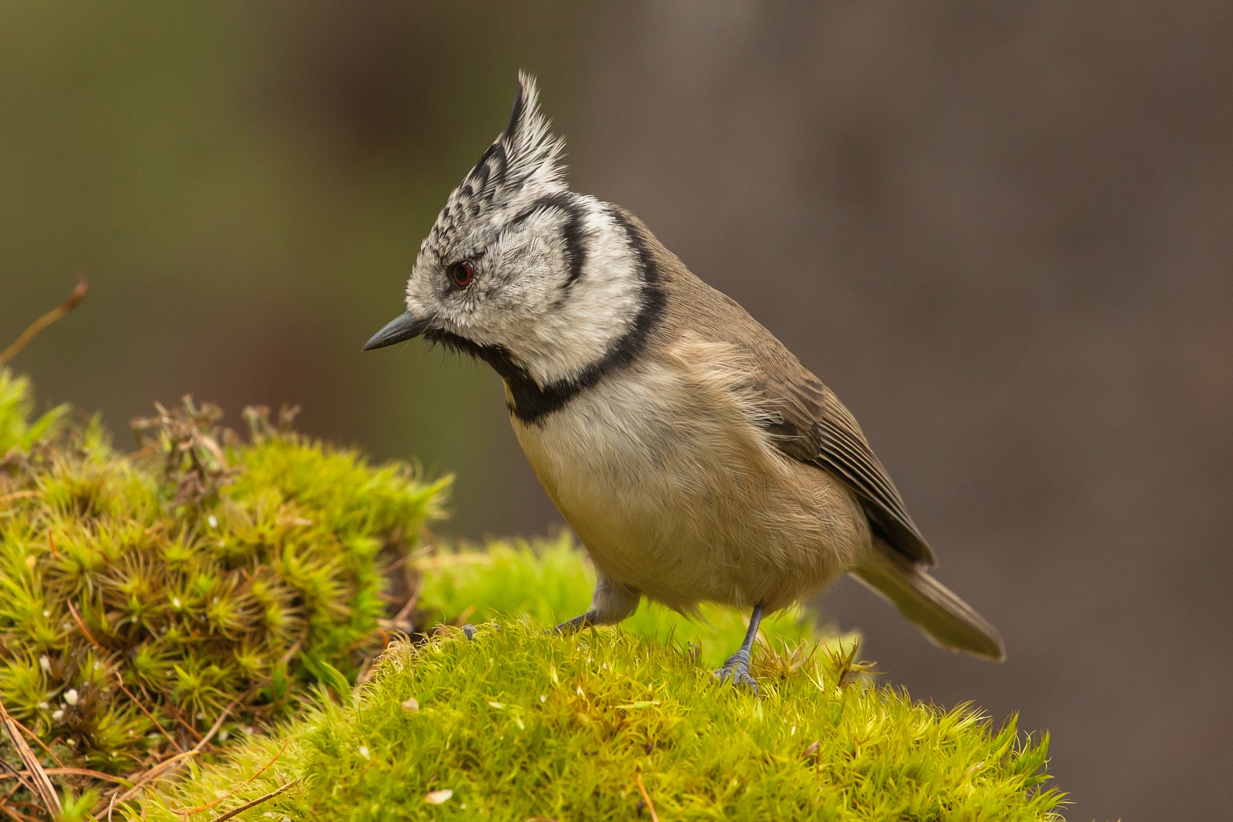 Crested Tit 3