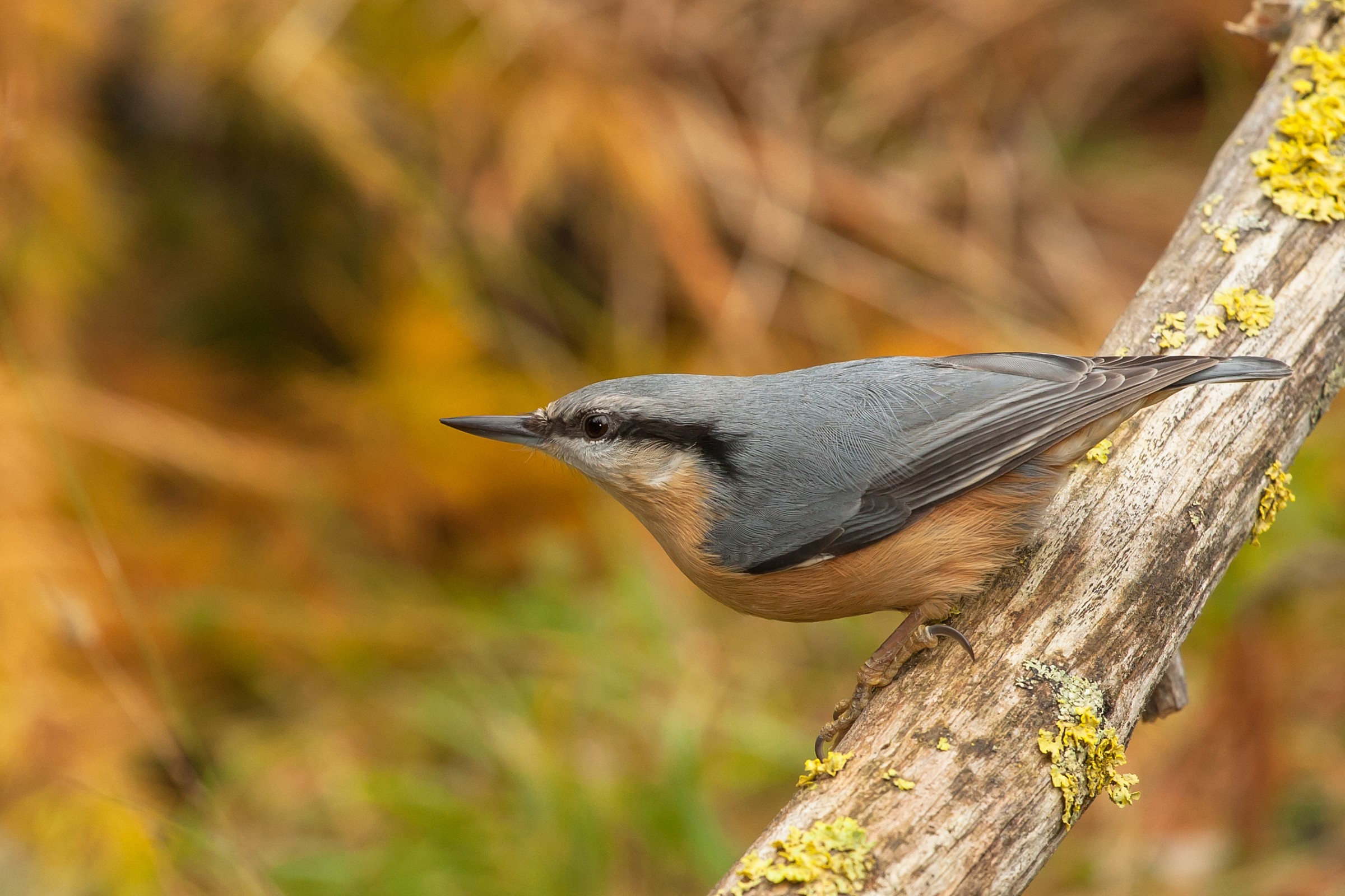 Nuthatch
