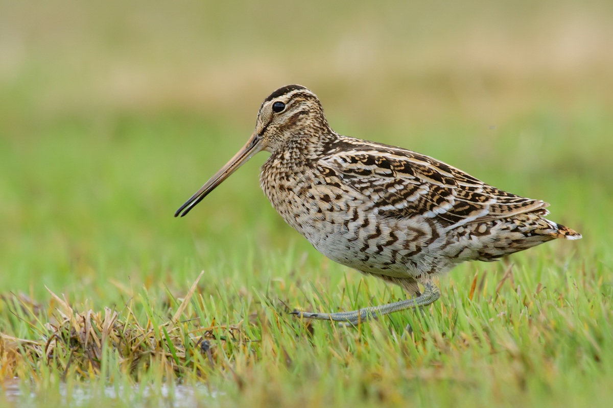 Snipe (Great Snipe)