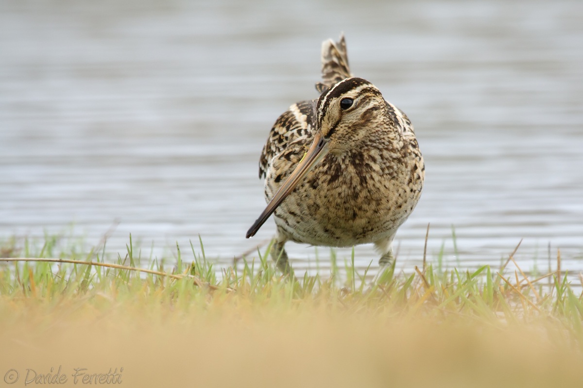 Snipe (Great Snipe)