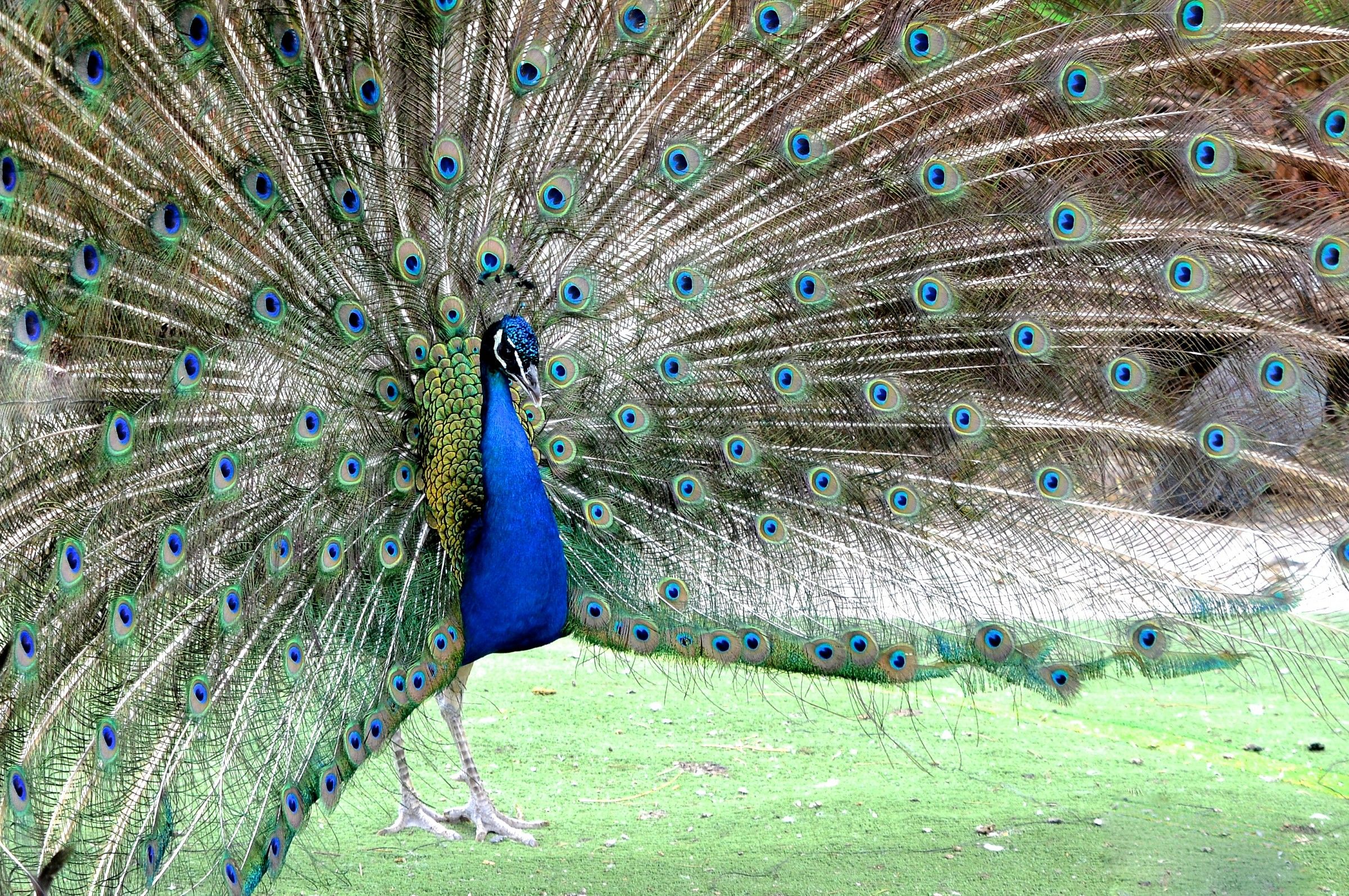 Pavone - Pavo Cristatus