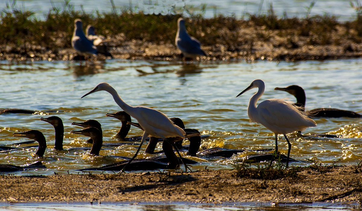 Egret & Cormorant