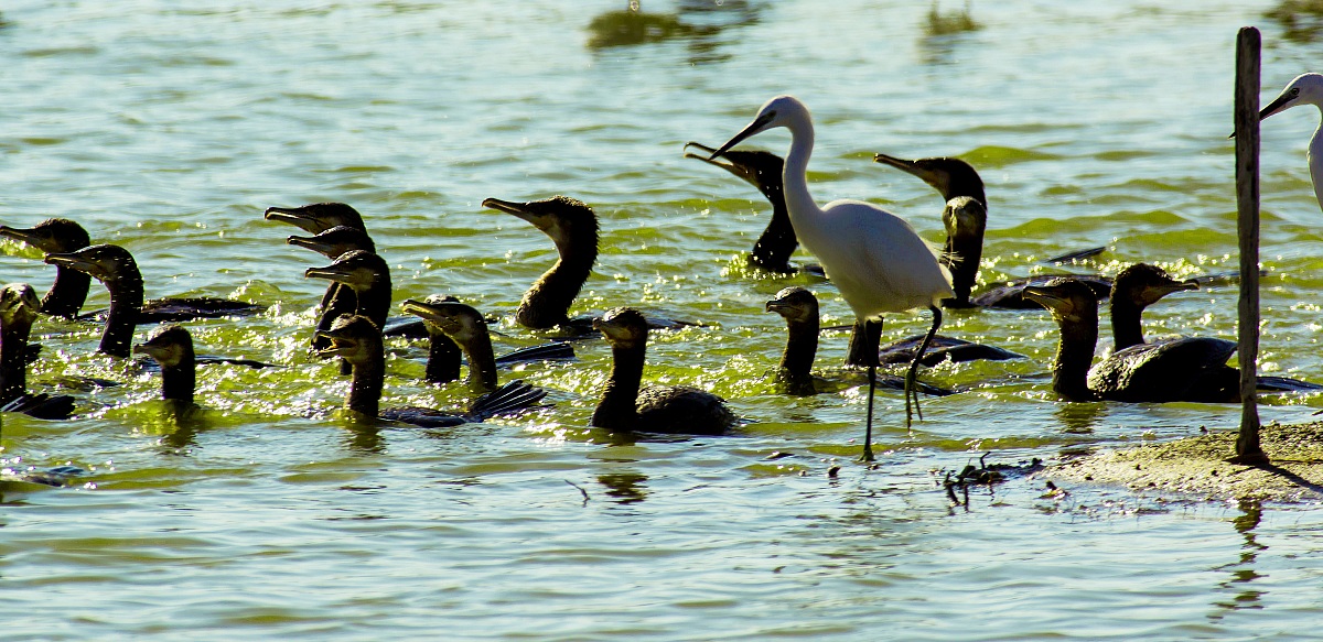 Egret & Cormorant
