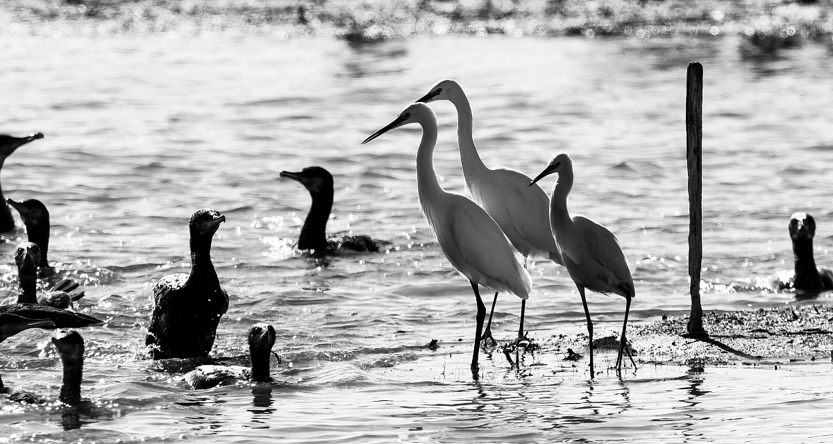 Egrets & Cormorants