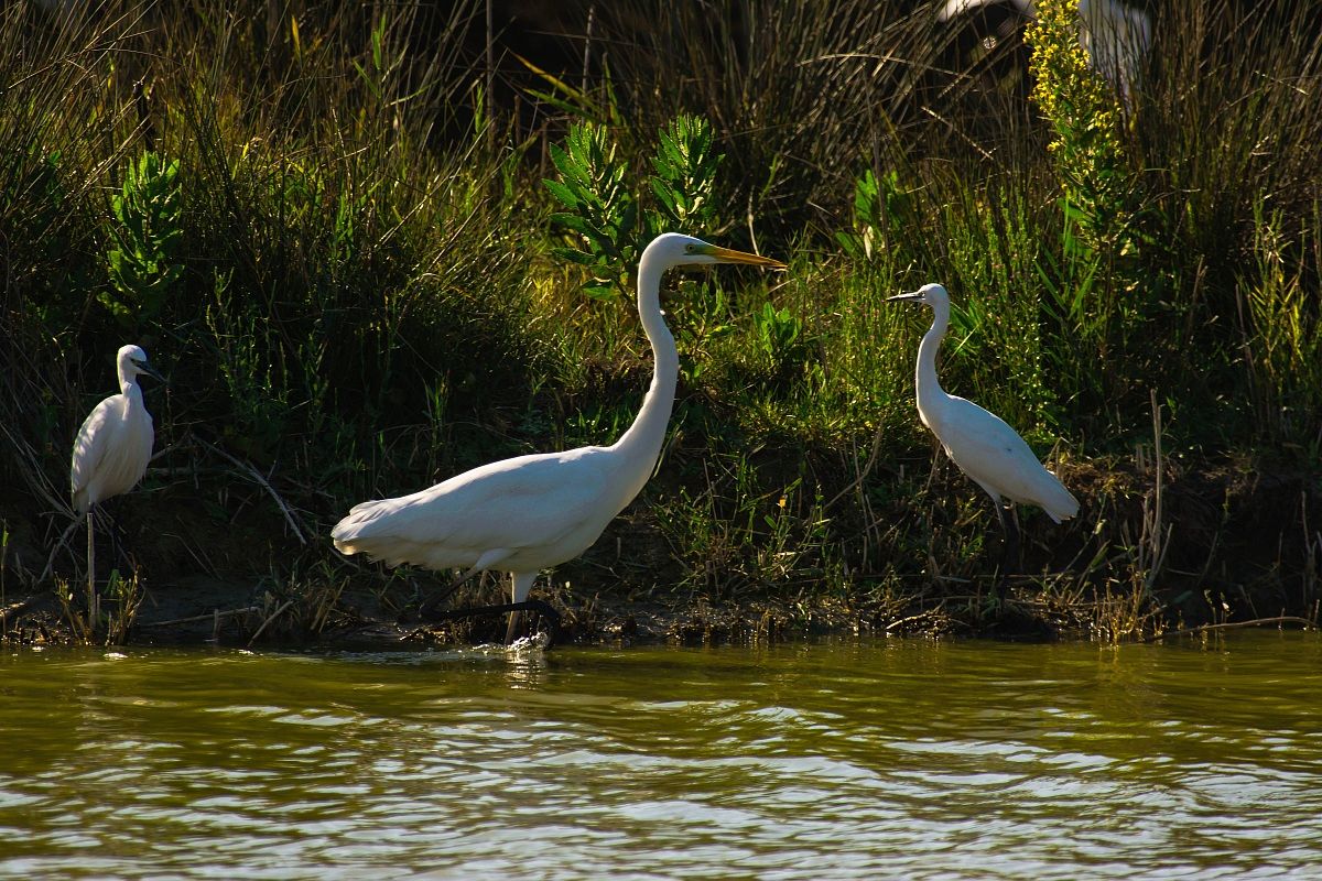 White Heron Major & Egrets