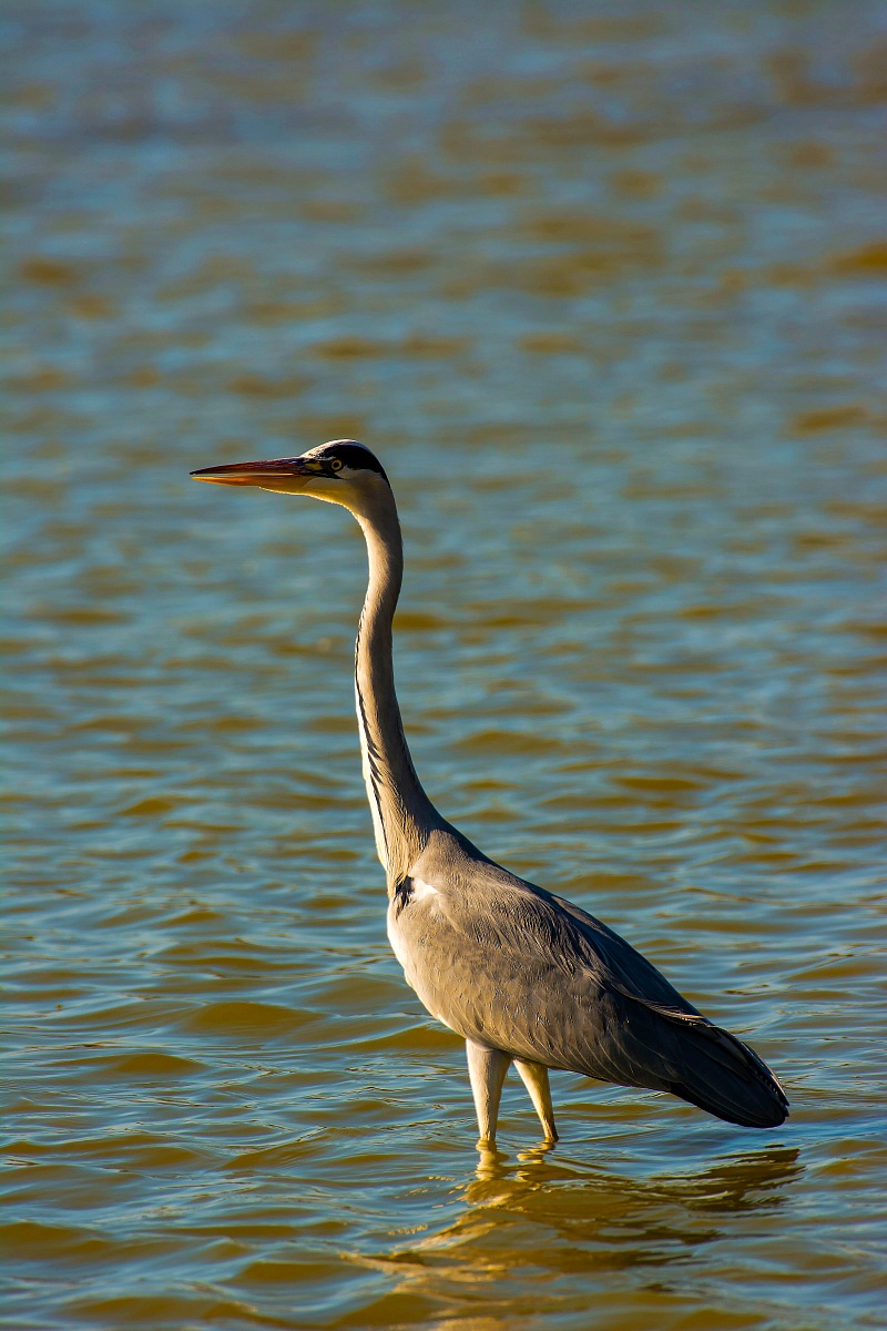 Grey Heron