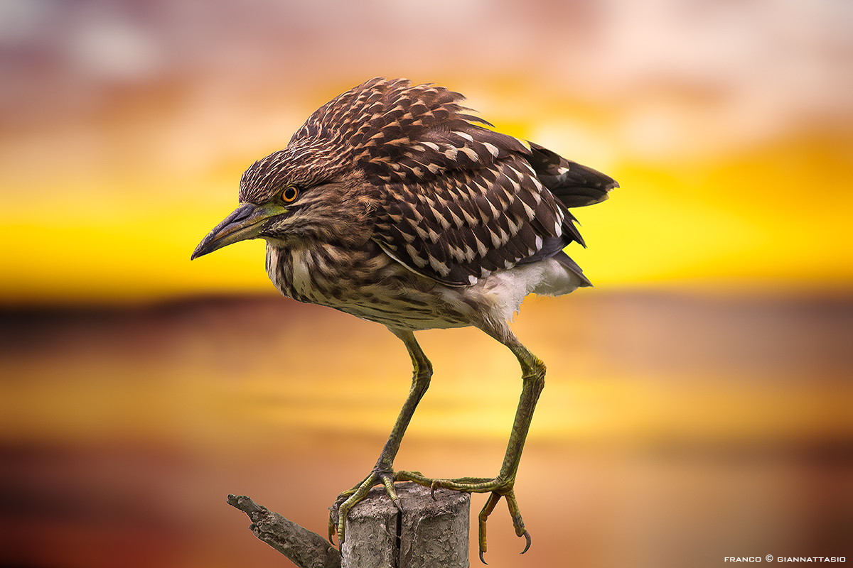 Nitticora al Tramonto.