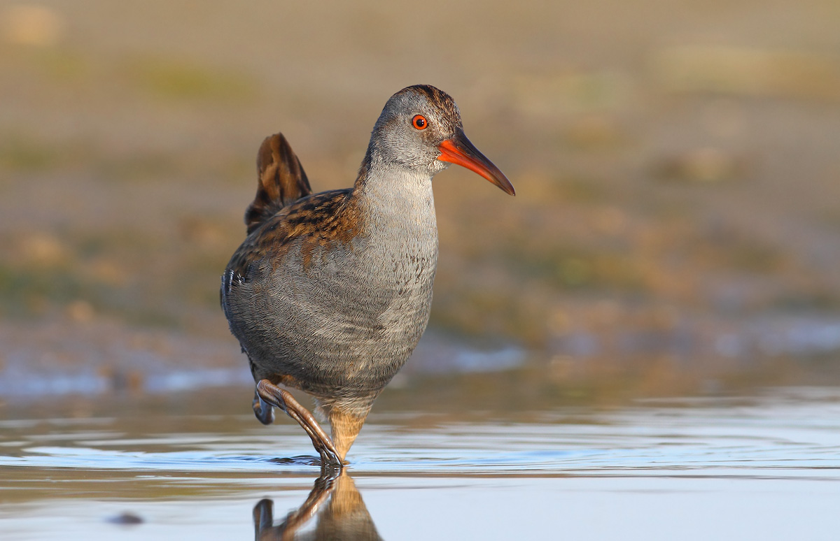 Water Rail