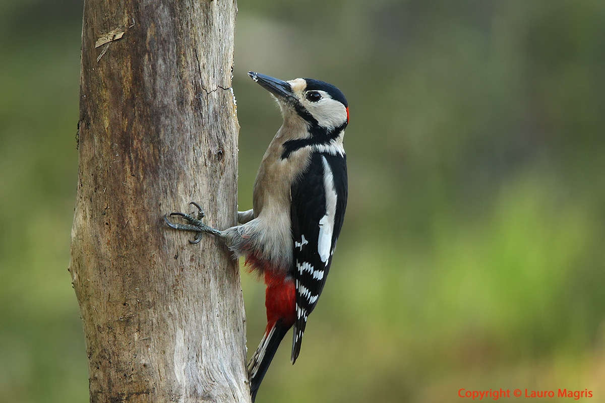 Woody Woodpecker