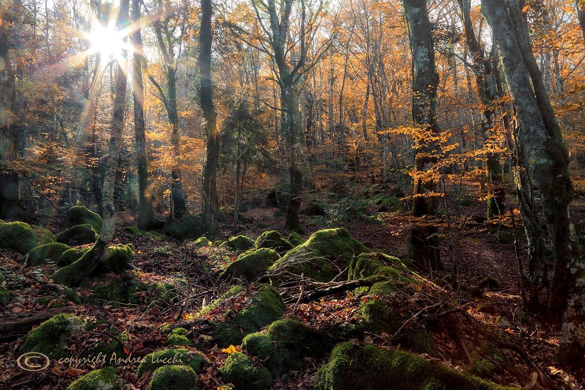 il bosco dei folletti
