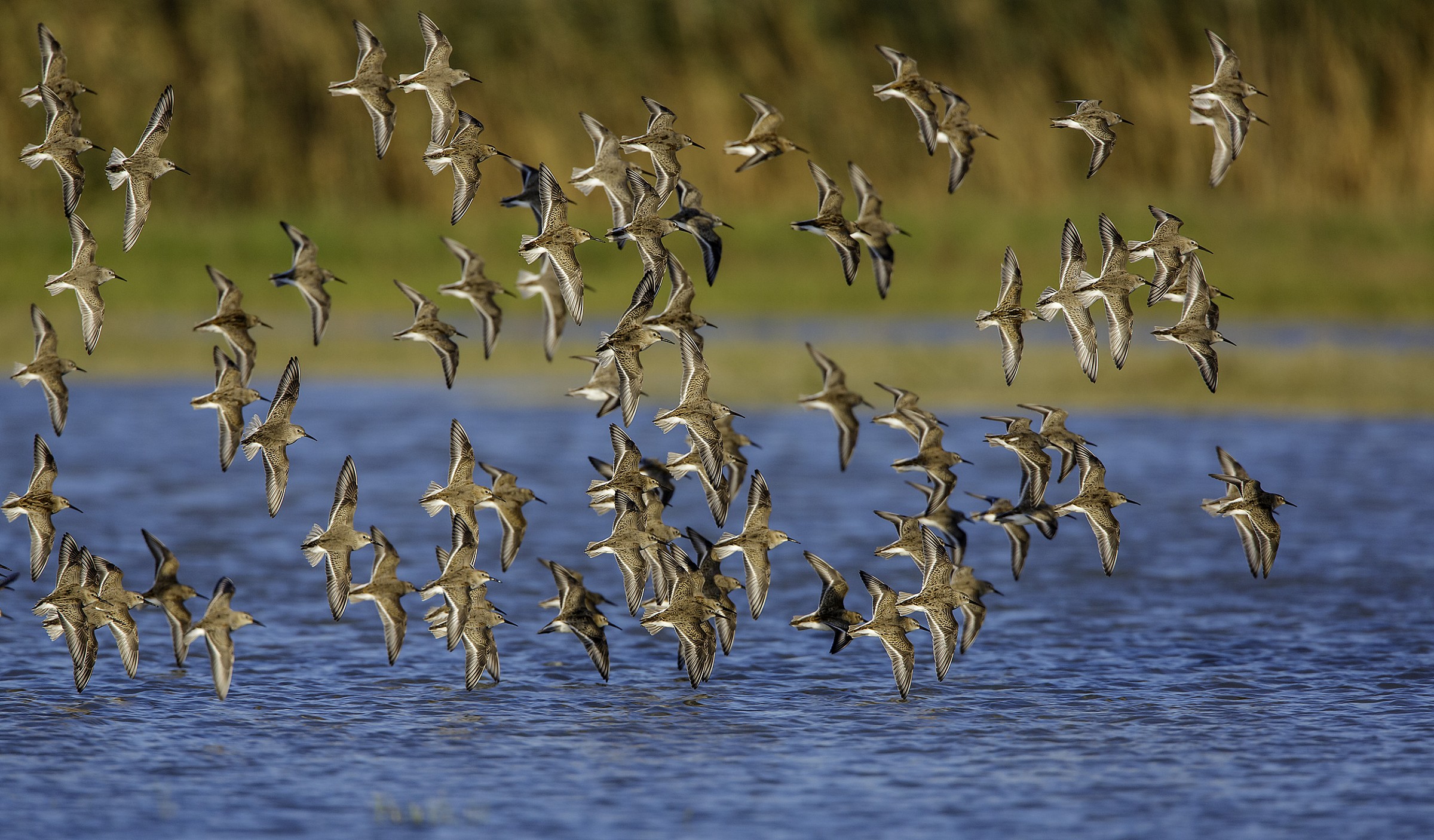 volo piovanelli pancianera