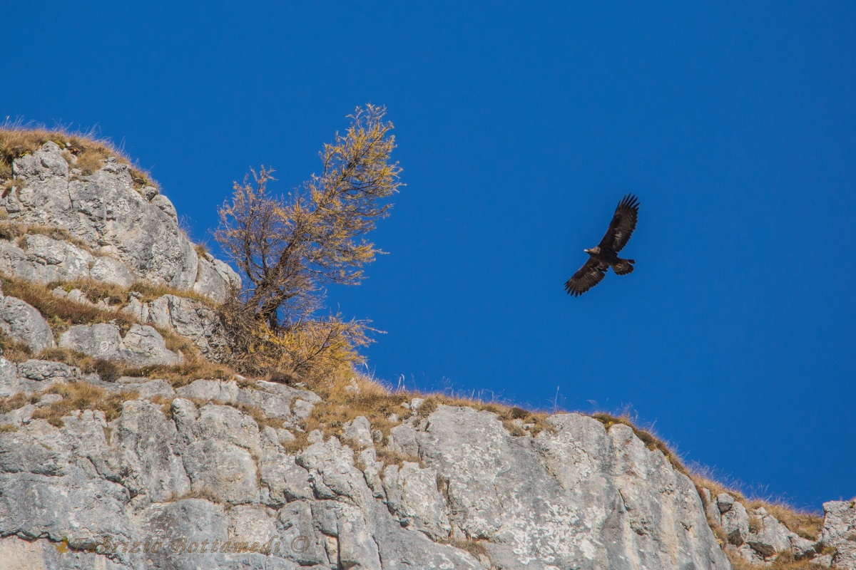 The eagle and the larch