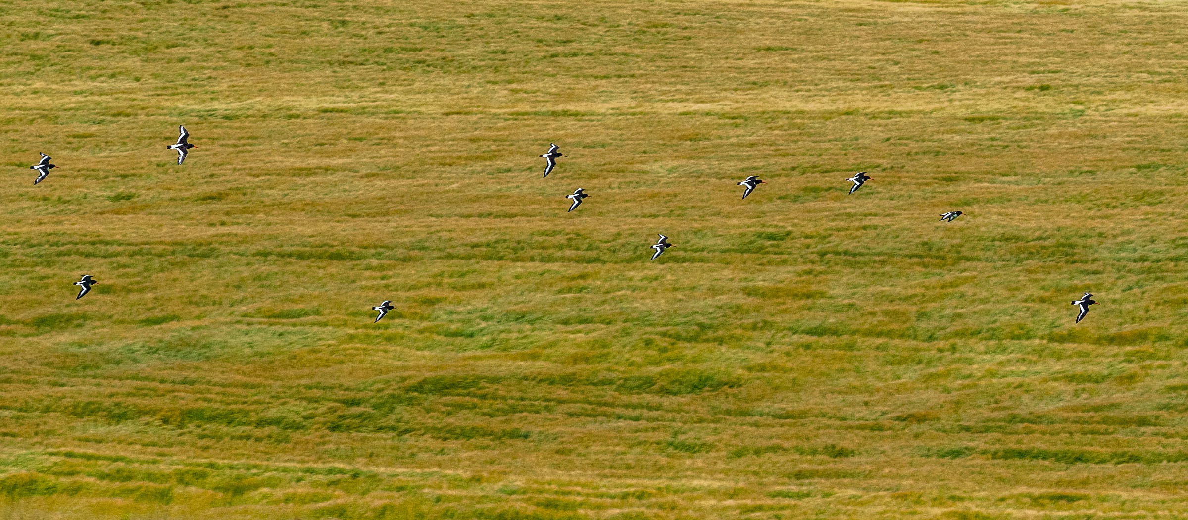 Beccacce di Mare in volo - Isole Orcadi