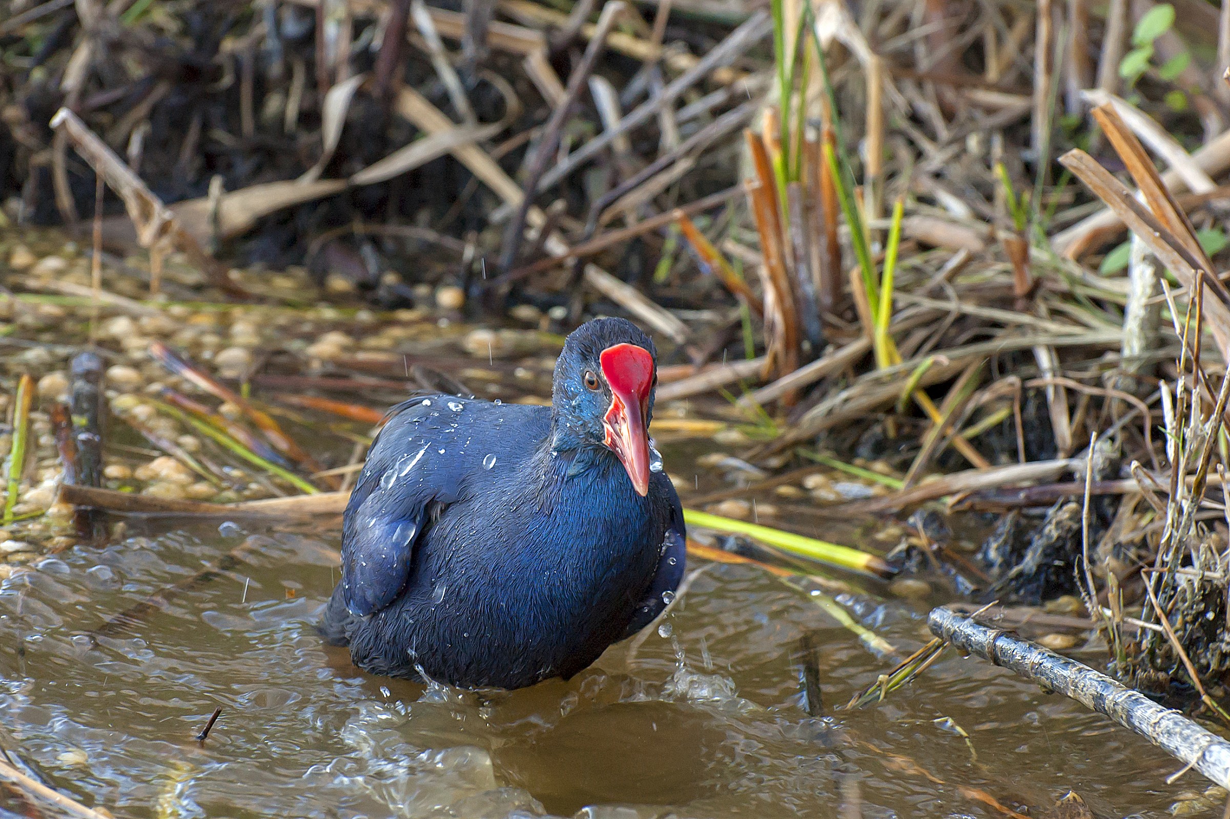 Bath of the Purple Gallinule