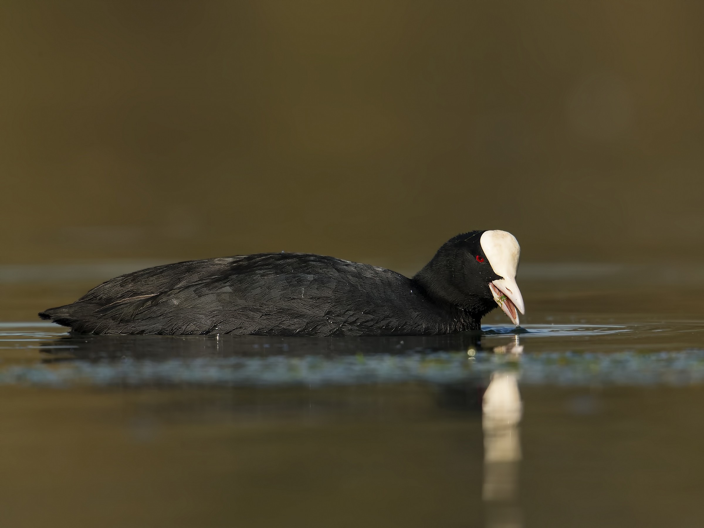Fulica Linnaeus (Coot)