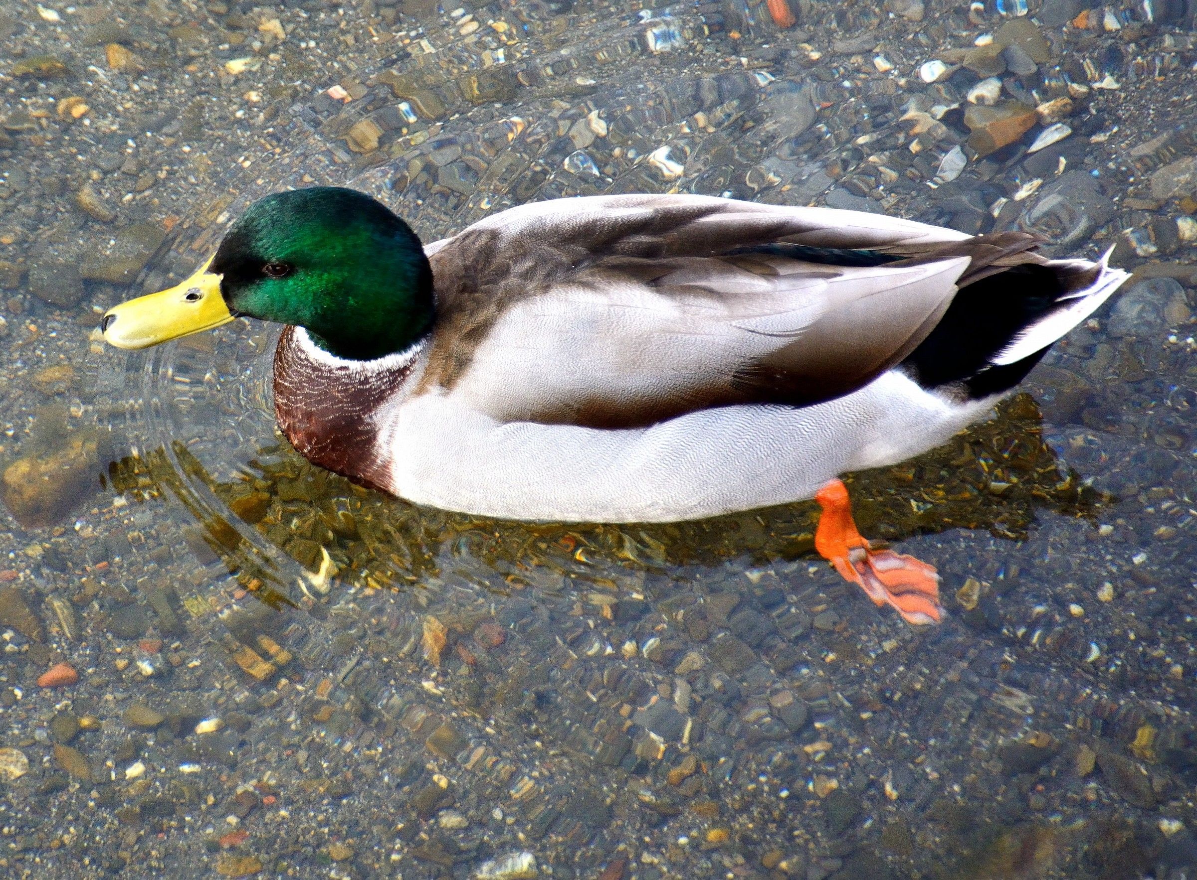Mallard
