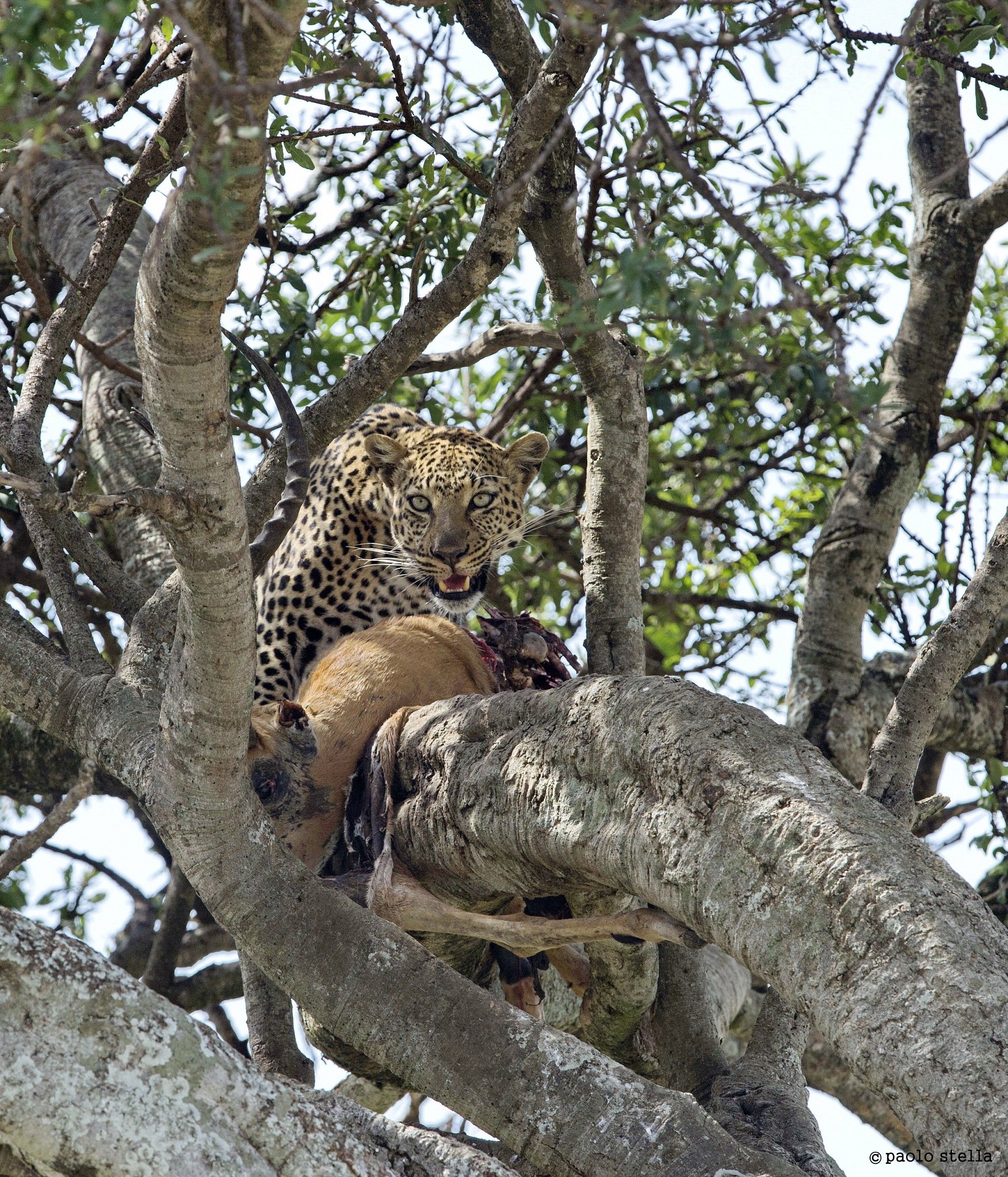 with prey on the tree