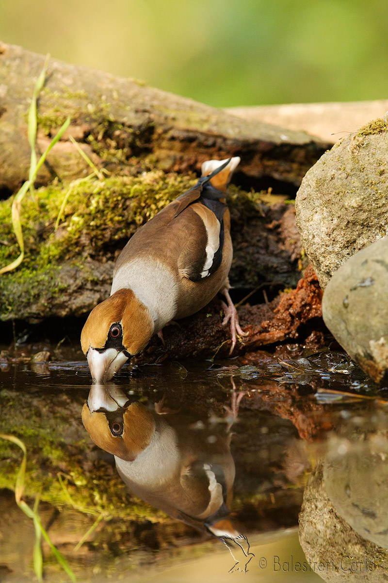 guarda che ti vedo....