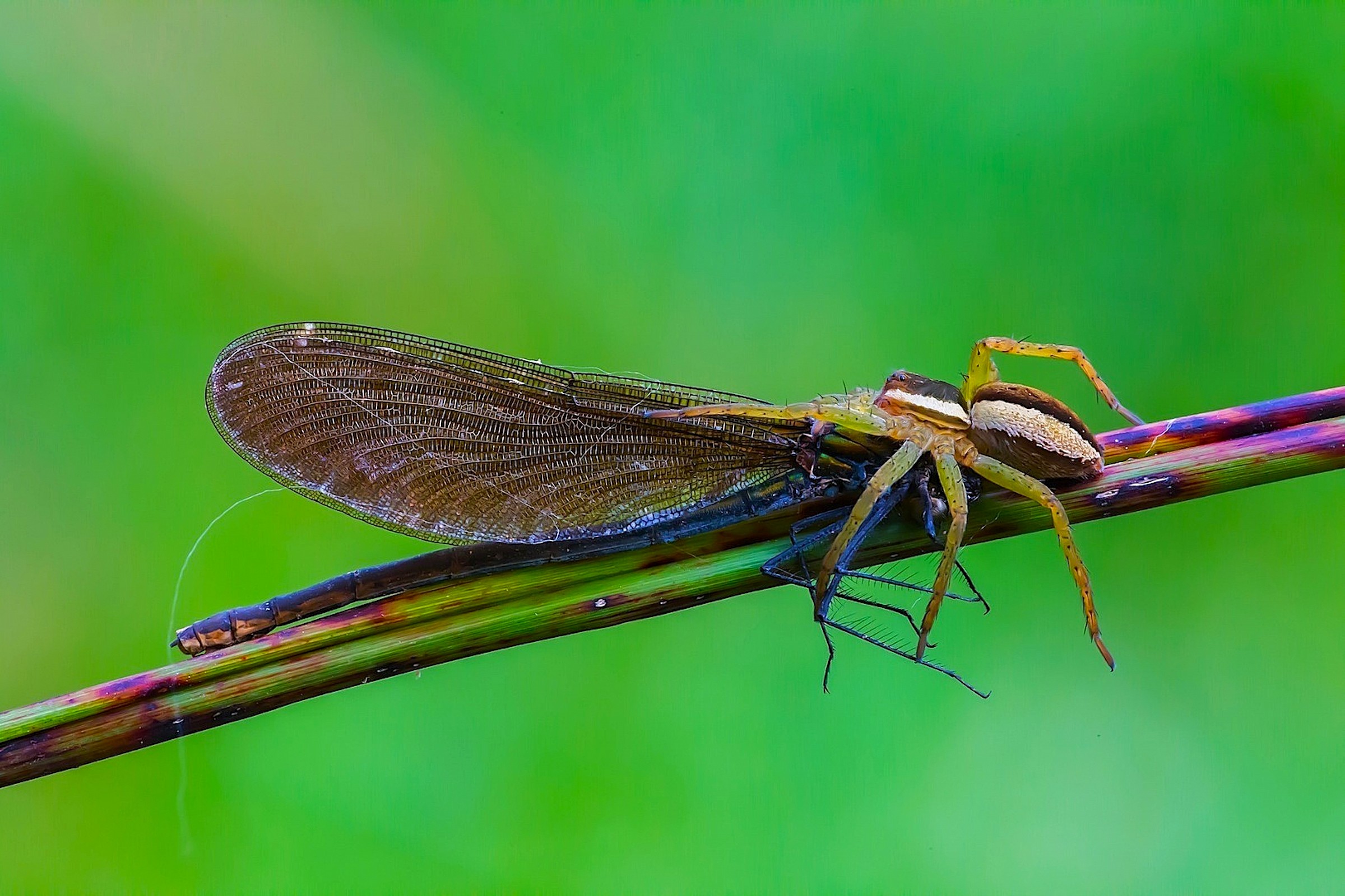 Nella morsa del ragno ( 2 )