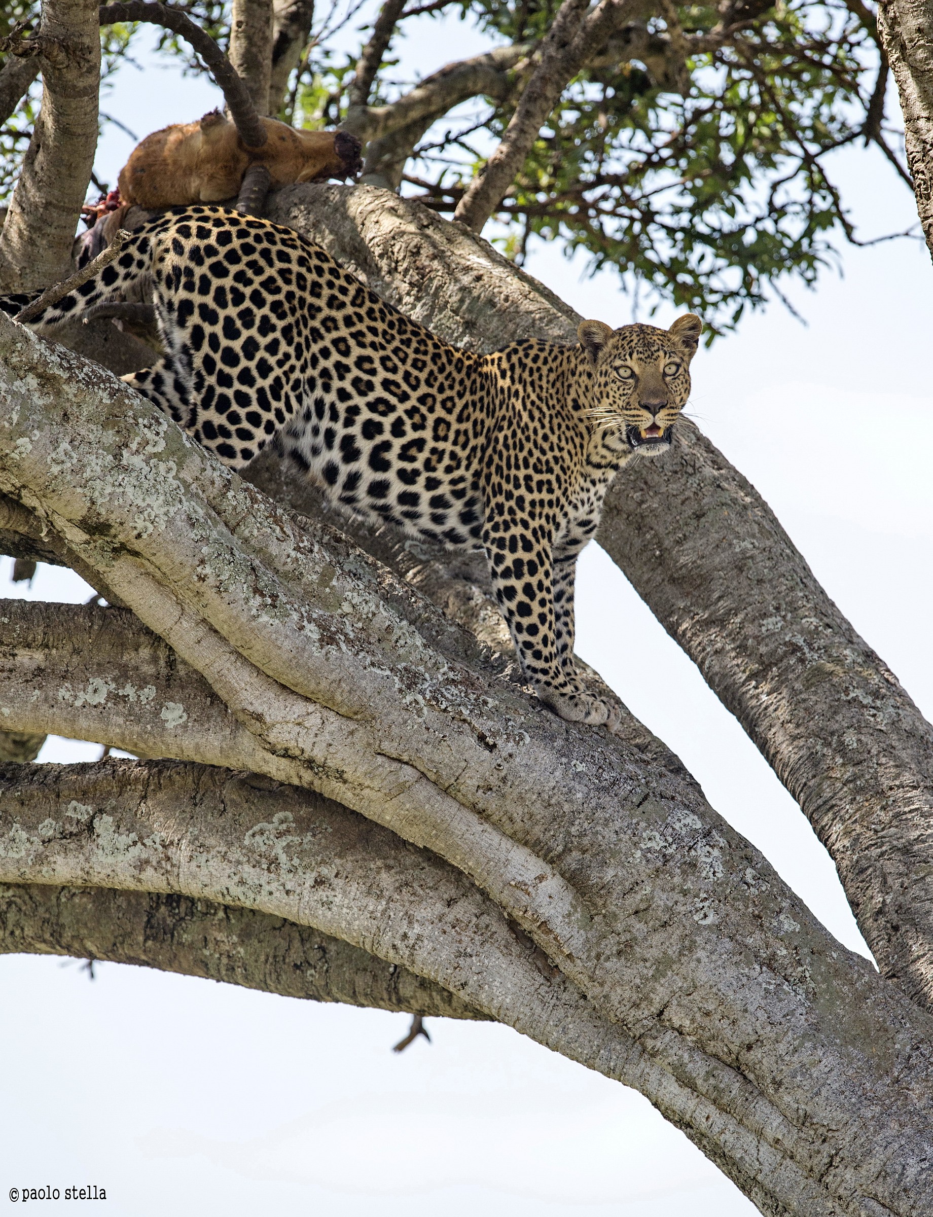 the descent from the tree