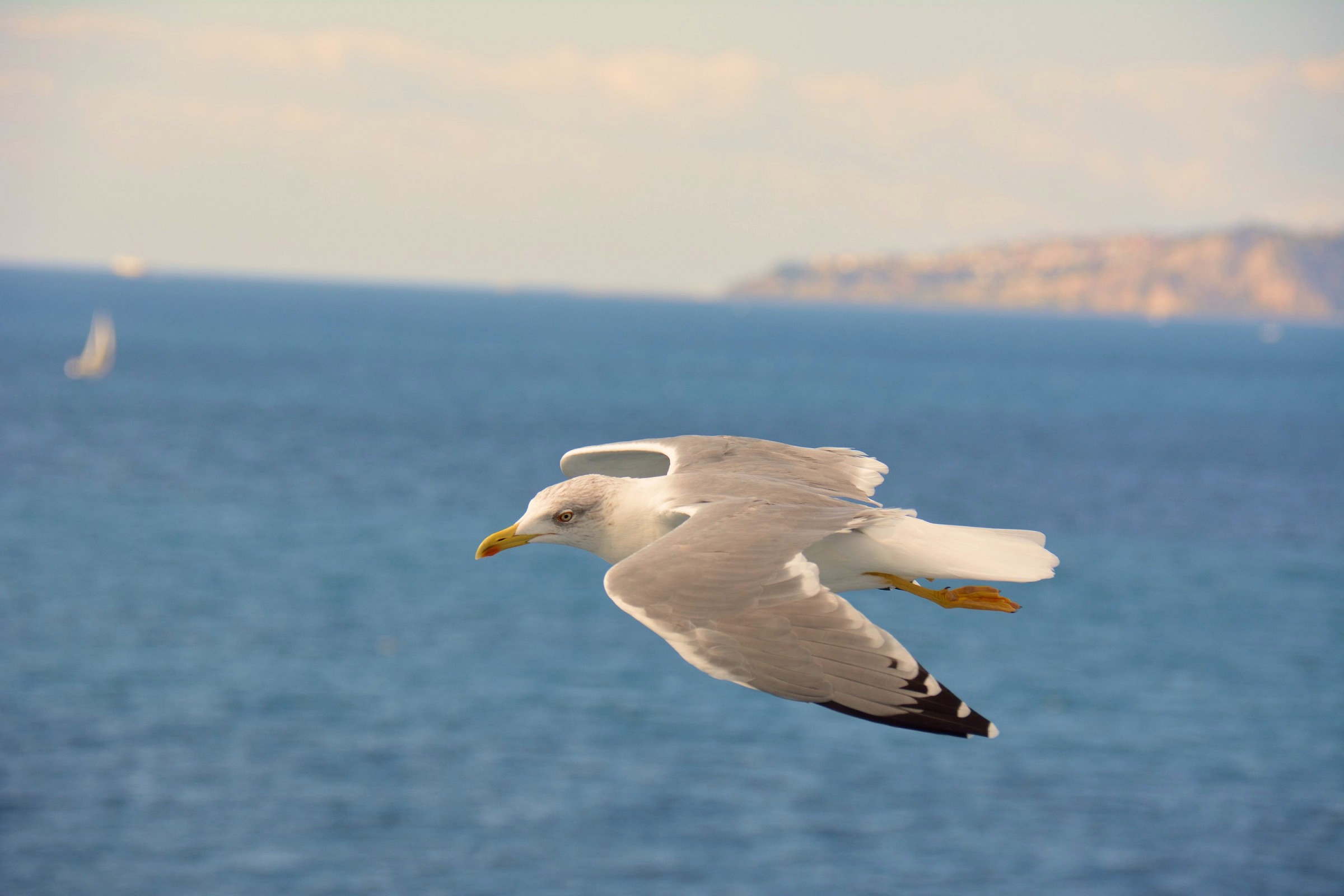 Seagull