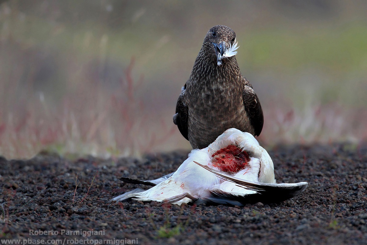 Stercorario maggiore vs fulmaro