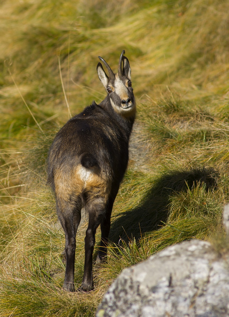 Chamois