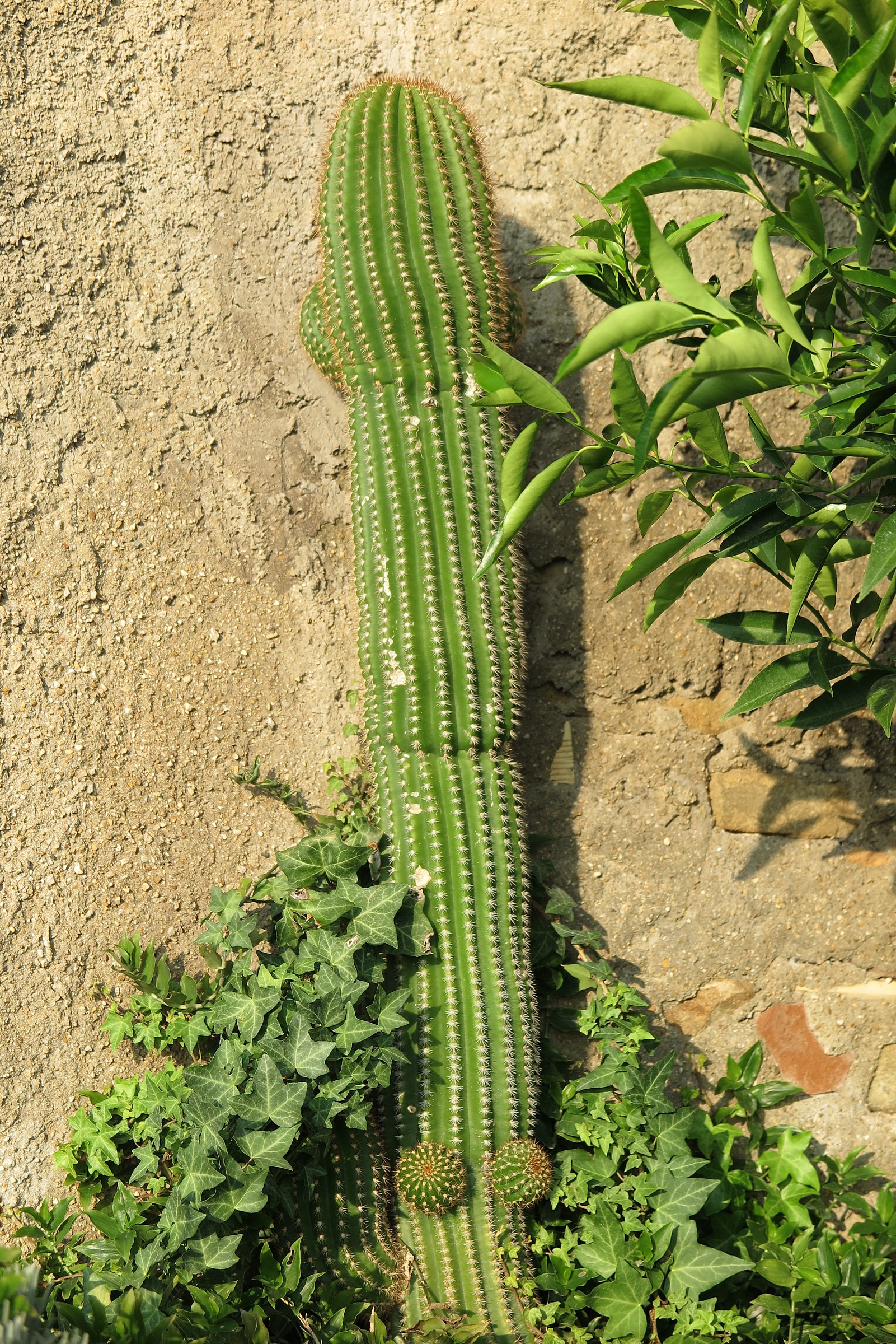 Il cactus maschio.