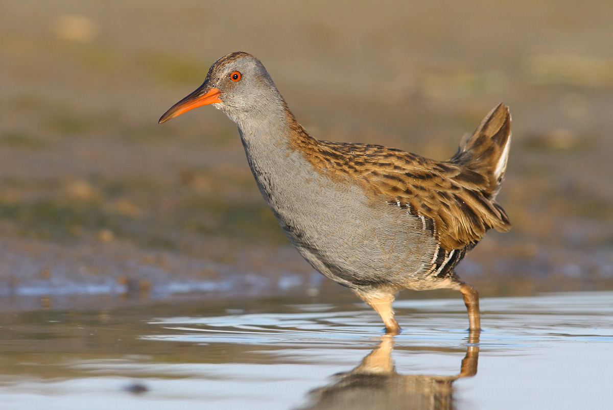 Water Rail