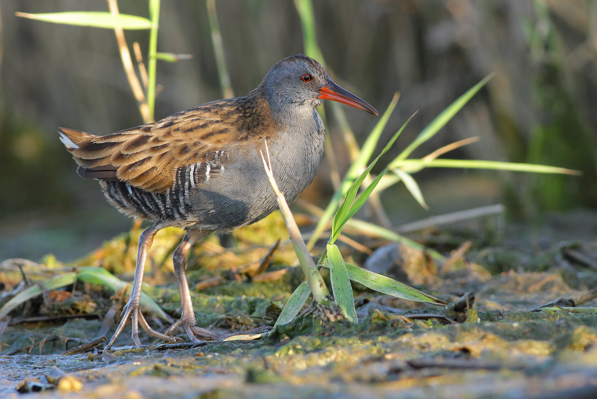 Water Rail