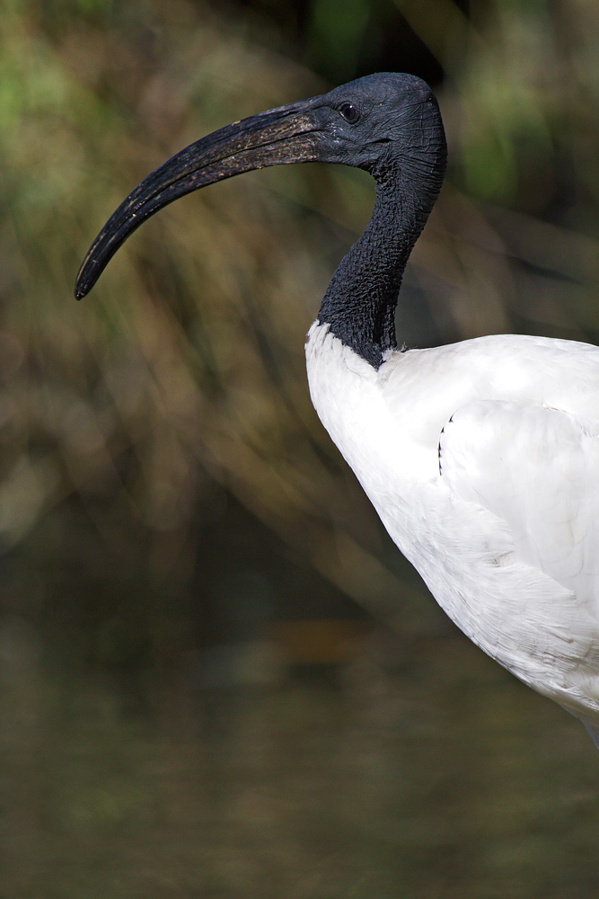 Ibis sacro, Threskiornis aethiopicus