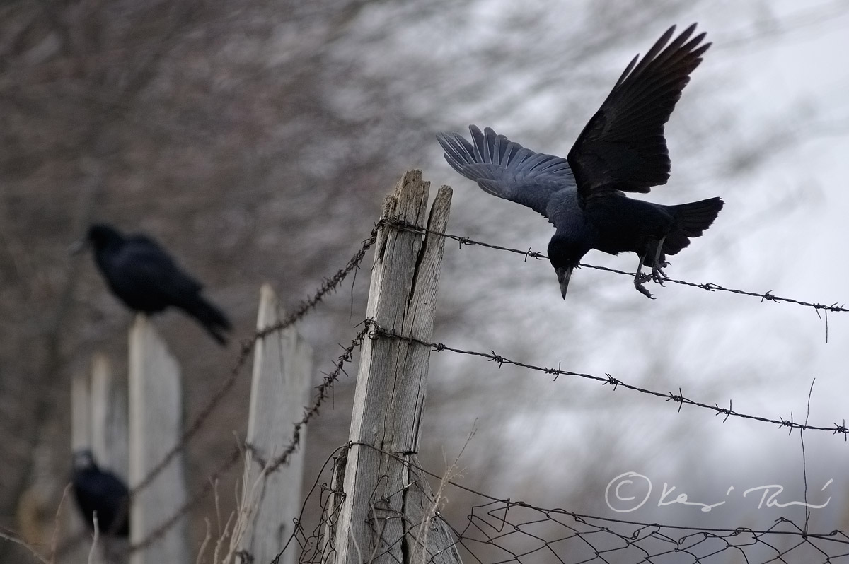 Dark wings