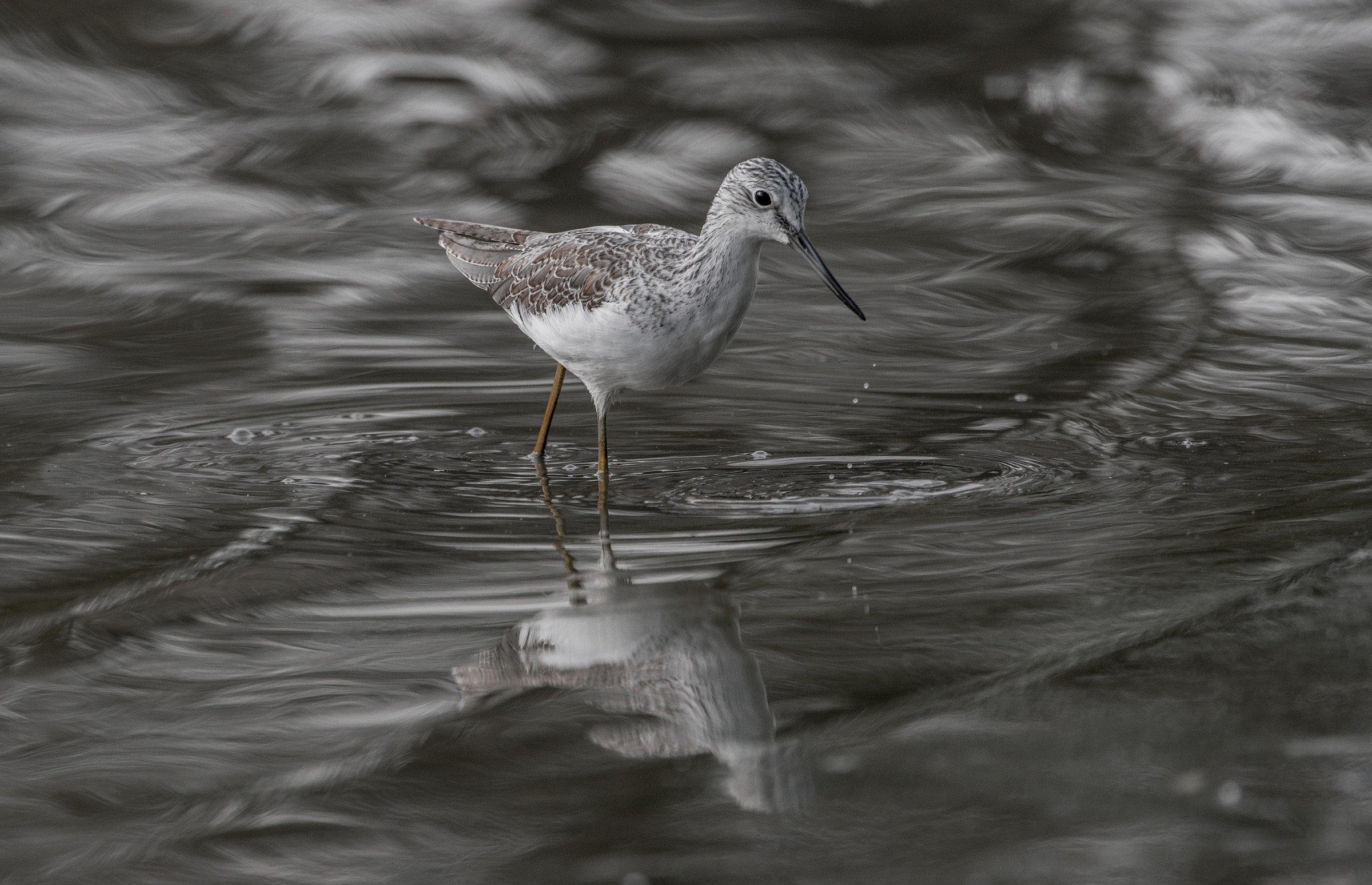 Greenshank