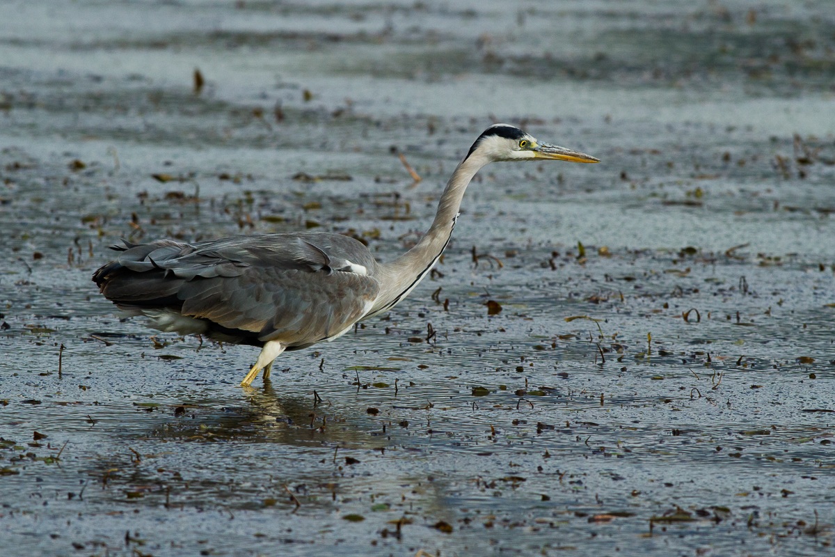 Ardea Cinerea - Airone Cenerino